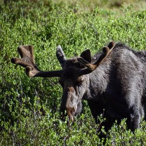 Meet your Posher, Benjamin